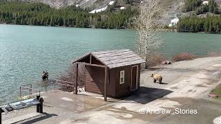 Video shows release of 2 captured Montana grizzly bears [upl. by Reiniar932]