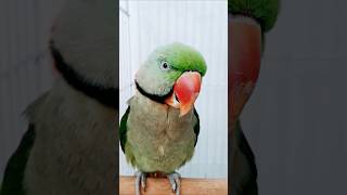 parrot parrottalking parrots parrotlover parrotvideo parrotlovers parrotspeak [upl. by Alehs917]