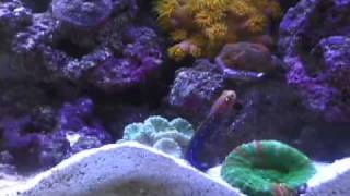 Angelo The BlueSpotted Jawfish [upl. by Ronel]