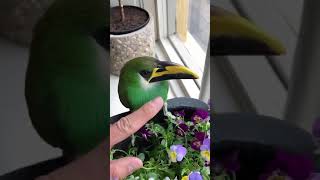 Our Emerald Toucanet [upl. by Kolivas115]