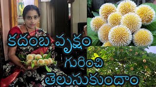 కదంబ వృక్షం గురించి తెలుసుకుందాం  Lets learn about Kadamba tree [upl. by Einad11]