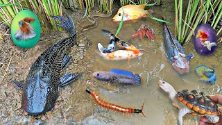 Colorful surprise eggs lobster snake cichlid betta fish turtle butterfly fish goby fish [upl. by Kempe]