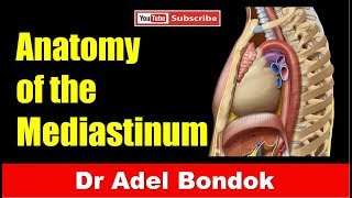 Mediastinum Dr Adel Bondok [upl. by Ahsienal]