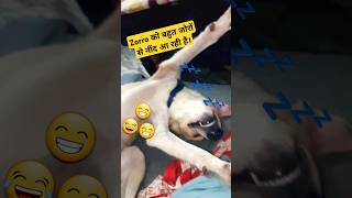 Copper toh Dushman hai😂😂copper zorro bhukamp sleepingdog relex funnyvideos shorts [upl. by Kip54]