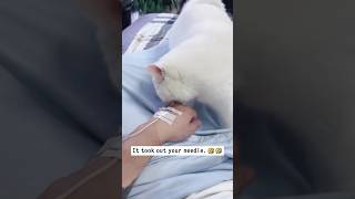 Looks like it hurts too much 🥹😆 funny catfunny funnyvideo cat funniestvideo sadanimalfacts [upl. by Enehs186]