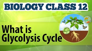 What Is Glycolysis Cycle  Cellular Respiration in Plants  Biology Class 12 [upl. by Boigie]