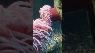 Fish Eating Anemone Shedd Aquarium shorts [upl. by Earas]