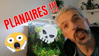 Planaires dans mon aquarium   et dautres bébêtes [upl. by Ailina]