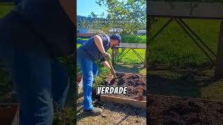 Vlog da Horta  Episódio 69 hortaemcasa hortasimples pimenta hortaorganica horta plantas [upl. by Rettuc]