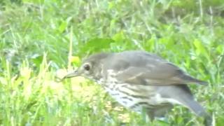 Il Tordo bottaccio Turdus philomelos [upl. by Erik873]