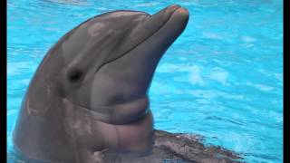 1 The Dolphin Therapy  Sounds of Dolphins [upl. by Funk]