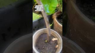 Como germinar una higuera viralvideo video viralshorts plantas gardening [upl. by Demp]