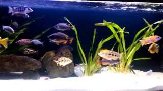 African Cichlids 450L Tank [upl. by Howlyn]