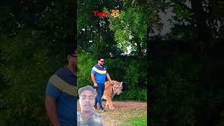 Tiger on jangal me tiger bengaltiger animals lion zoo wildlife rap music hiphop automobile [upl. by Terag]