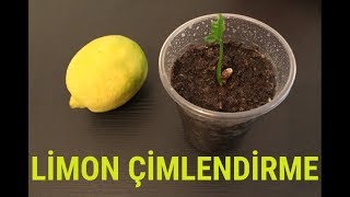 Limon Çekirdeği Çimlendirme [upl. by Zadack]