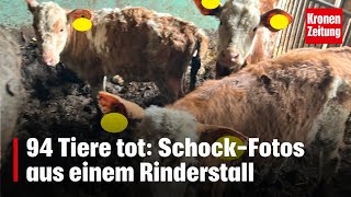 94 Tiere tot SchockFotos aus einem Rinderstall  kronetv NEWS [upl. by Laeira]