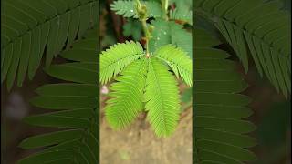 Mimosa Pudica Plant  chui mui plant short [upl. by Eemia]