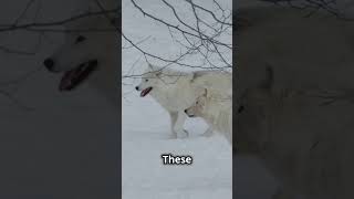 Amazing Facts About the Arctic Wolf [upl. by Sainana]