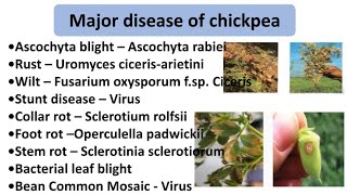 Major disease of chickpea SymptomsFavourable conditions and their managementचने की मुख्य रोग । [upl. by Lilith]