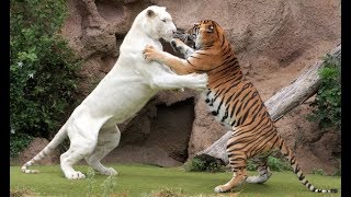 Tiger attack tiger  Animal fights  Rare white tiger vs tiger Easy fight [upl. by Stearn]