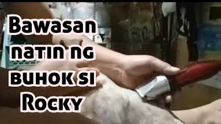 Bawasan natin ng buhok si Rocky [upl. by Theola]