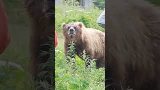 Deadly Grizzly Bear Attack in Alaskas Wilderness [upl. by Eoz]