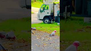 The Galah nature birds parrot cockatooparrot galah birdlifeaustralia 🦜 [upl. by Reta]