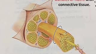 Nerve fiber and nerve [upl. by Anayeek]