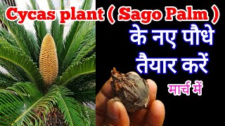 Cycas plantSago palm propagationPropagate Cycas plantGrow and Care Cycas plantCare of Sago palm [upl. by Skerl]