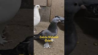 Özü Merhum Zabıta Mehmet Amcanın Kuşları Cuma 2100 sizlerle güvercin pigeon [upl. by Kaspar]