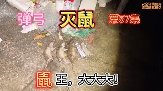 居民小区惊现巨型老鼠，山猫手持弹弓与鼠王近身肉搏，太刺激了！ [upl. by Lezti]