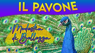 Il Pavone modestia di bellezza ► Puntata 84 [upl. by Llyrehc]