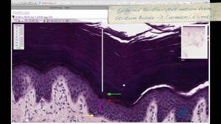 Histology Helper  Skin Histology [upl. by Eislel887]