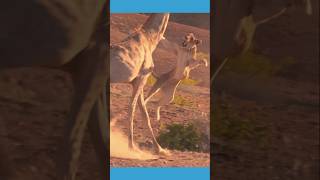 Why Giraffes Have Neck Fights giraffes fighting shots 🙀 [upl. by Dnomal]