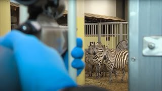 Behandeling zebra  Burgers Zoo Natuurlijk  Arnhem [upl. by Crelin]