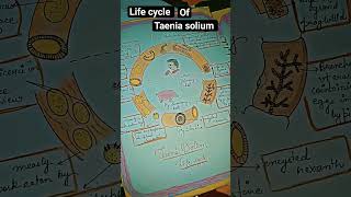 Life cycle of Taenia solium biologybytes study lifecycle study viral [upl. by Shuman]