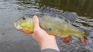 Fishing with PEACOCK BASS FOR BAIT 250 pound monster [upl. by Ahsikyt93]