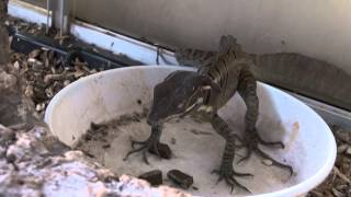 Basiliscus basiliscus attack [upl. by Recneps]