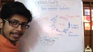 Crispr Cas9 Genome Editing System [upl. by Marian]