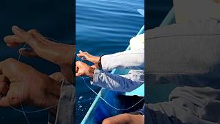 handline fishing technique  mahi mahi fishing shortvideos fish [upl. by Lamori]