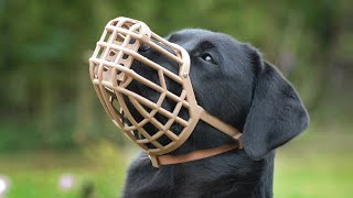 Consent Based Muzzle Training Make Muzzles Fun For Your Dog [upl. by Yenffad]