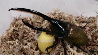 Dynastes hercules lichyi feeding Beetle Jelly [upl. by Yleik]