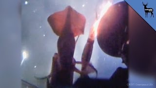 Jumbo Squid Angrily Attacks Greenpeace Submarine [upl. by Garvy]