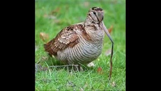 Eurasian Woodcock sound  صوت دجاج الارض [upl. by Twelve]