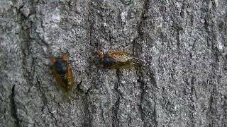 Cicada INVASION  2024 Double Brood emergence  Fenton MO [upl. by Manda]