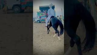 Horse world 155 punjabi song punjabisong music viralvideo horse horseride horseriding [upl. by Oflunra743]