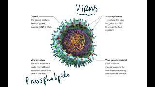 9700 SYLLABUS UPDATES FOR AS BIOLOGY [upl. by Osugi512]