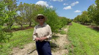 Growing Finger Limes in Homestead Florida 18 months after Planting [upl. by Eira]