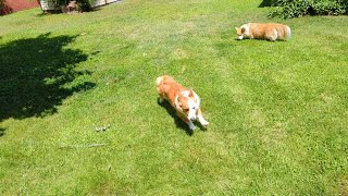 Over a Minute of Corgi Zoomies Featuring Harper the Cardigan [upl. by Eyeleen]