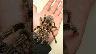 Grammostola pulchripes tarantulas spider grammostola [upl. by Peter]